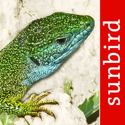 Reptile Id - UK Field Guide Cheats