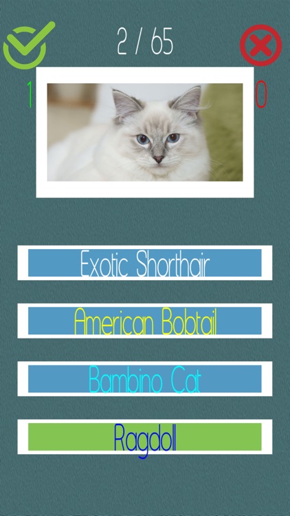 Cat Quiz (60+ Breeds) screenshot-3