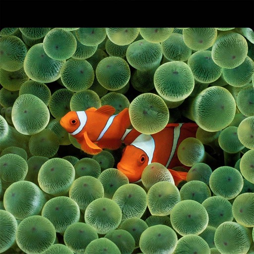 Hide Notch Notch Remover by Vu Loan