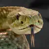 Rattlesnake Sounds problems & troubleshooting and solutions