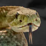 Rattlesnake Sounds App Problems