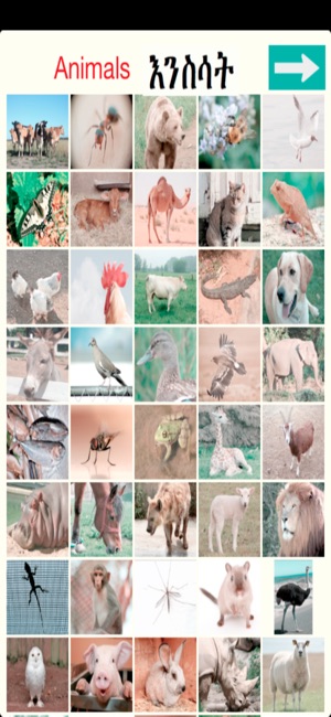 Animals Names in Amharic(圖1)-速報App