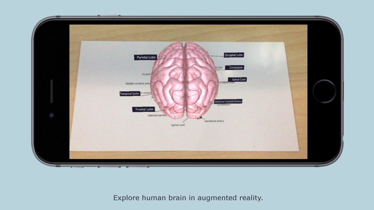 Human Brain - Augmented Realit