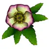 FlowerMoji (Official) contact information