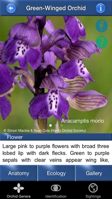 Screenshot #3 pour Orchid Id - British Orchids