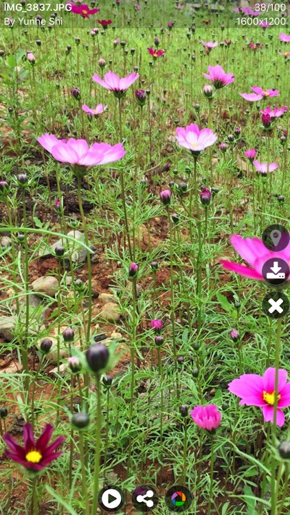 PIExplorer for Picasa Pro