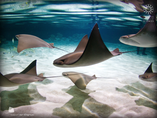 Screenshot #4 pour Stingrays Live