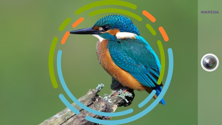 BirdSnap - Bird Identification