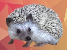 Join Quill the hedgehog on his adventures