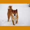 Shiba Inu Sticker Pack