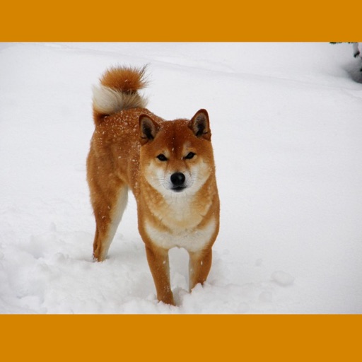 Shiba Inu Sticker Pack iOS App