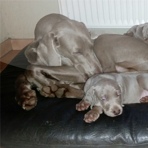 Hundeschule an der Lieth