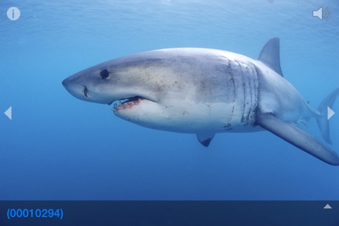 Great white shark © Jostimages screenshot 4