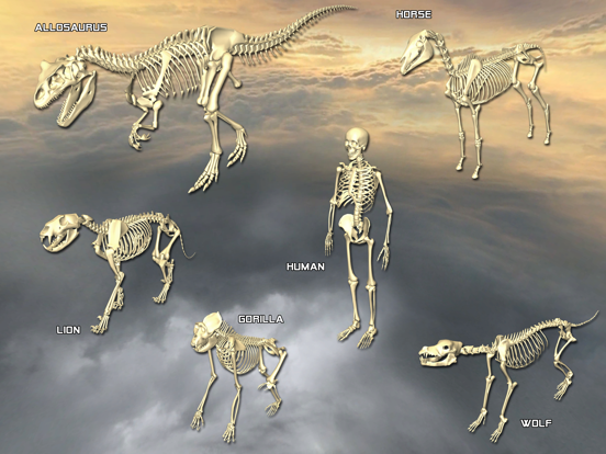 Screenshot #5 pour Body Disassembly 3D