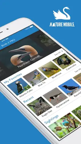 Game screenshot Birds PRO HD mod apk