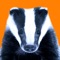 ShowBadger is a badge scanning app for event organisers to offer lead retrieval services to their exhibitors and/or for scanning badges to access an event or sub-event