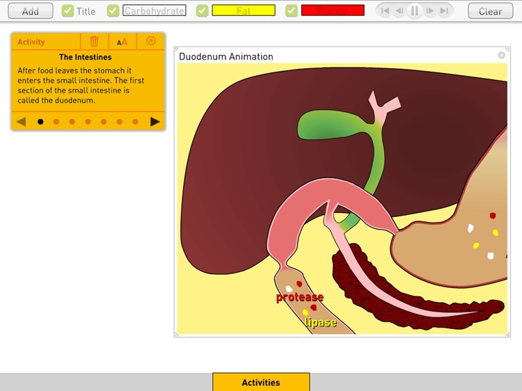 Digestion