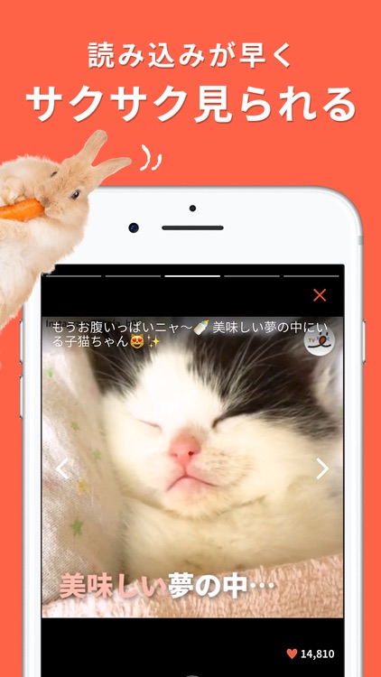 PECO(ペコ):いぬねこペット動画 screenshot-3