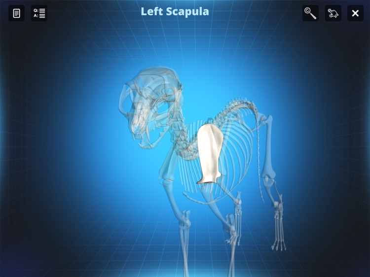 Bone Viewer - Cat Skeleton
