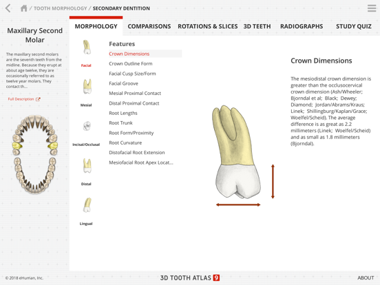 Tooth Atlas 9 iPad screenshot 4 - Education app