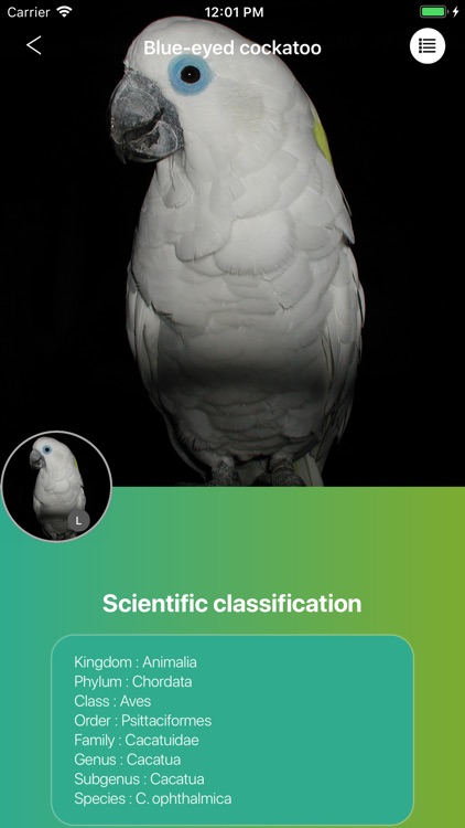 Parrots 2.0 screenshot-3