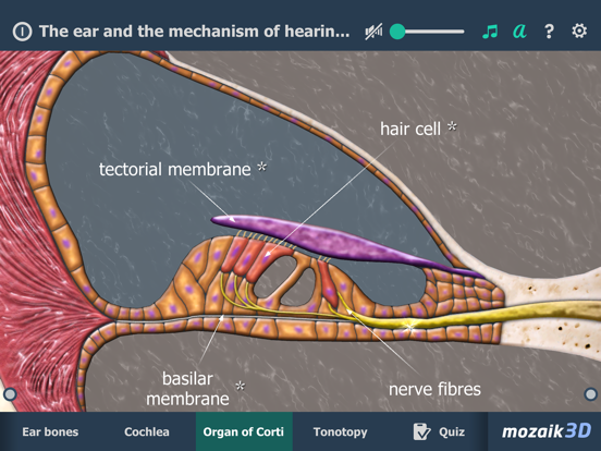 The mechanism of hearing 3D iPad screenshot 4 - Education app