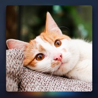 Relax Music for Cats