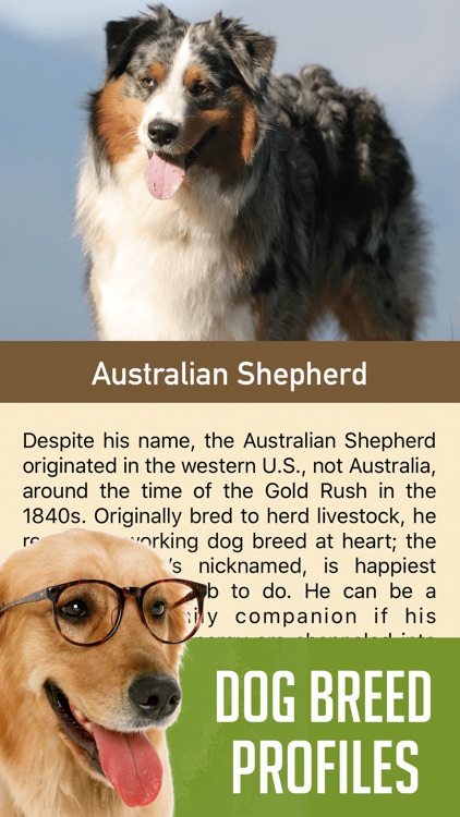 DogSnap - Dog Breed Identifier screenshot-3