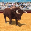 Angry Bull Sim 3D