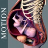 Pregnancy Motion Anatomy