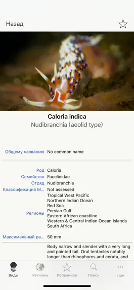 Game screenshot Nudibranches, by Reef Life apk