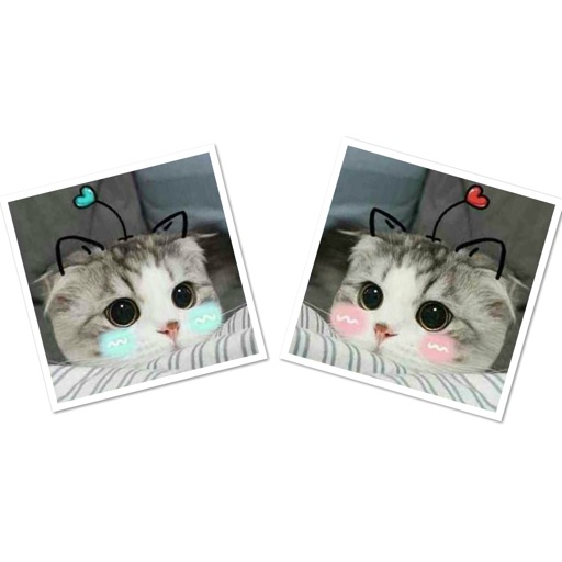 Real Cat Emoji Sticker icon