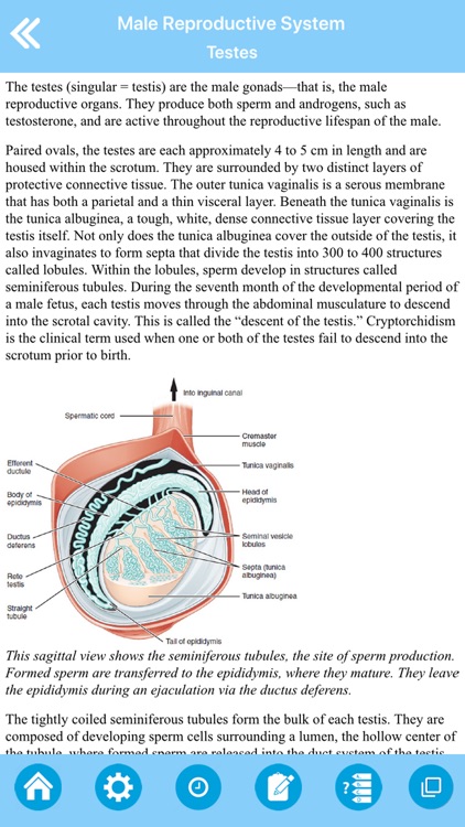 Male Reproductive System screenshot-7