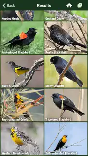 bird songs usa & canada (3100) problems & solutions and troubleshooting guide - 1