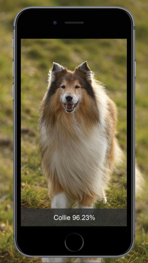 Dog Identify-Breed Identifier(圖5)-速報App