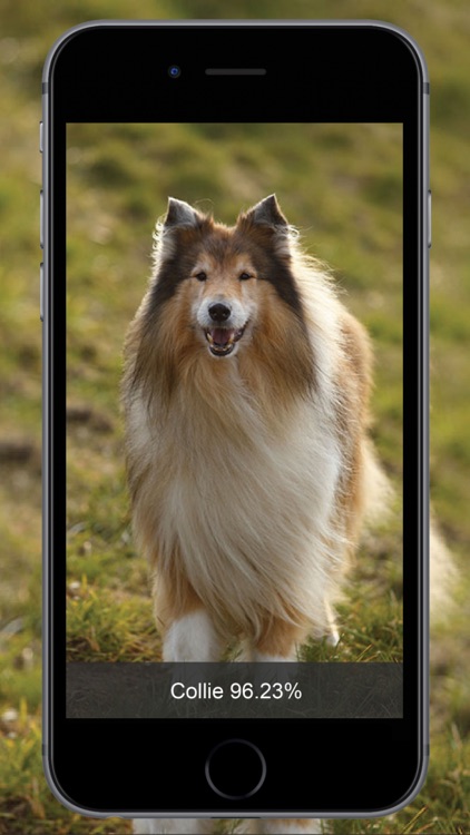 Dog Identify-Breed Identifier screenshot-4