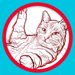 Hypertension féline