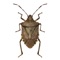 Midwest Stink Bug Assistant - Identify common stink bugs found in agricultural ecosystems and residential areas of Minnesota and the upper Midwest, US
