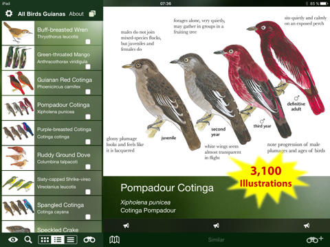 All Birds Guianas screenshot 2