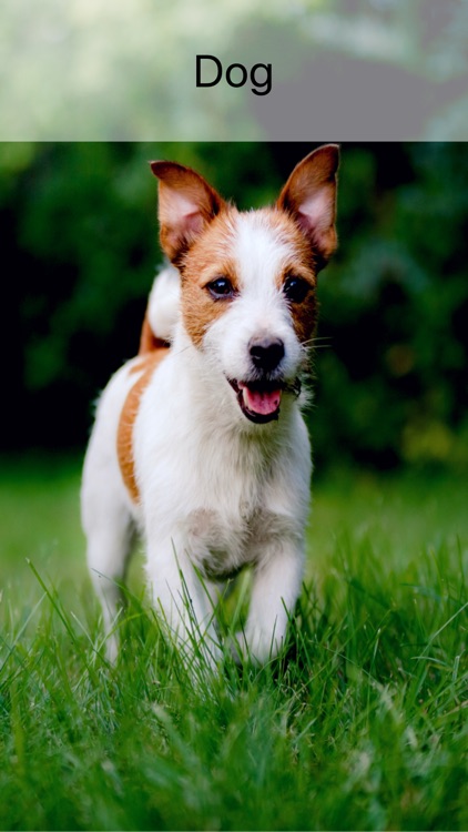 Games for kids, Flash cards screenshot-3