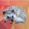 Quill the Hedgehog