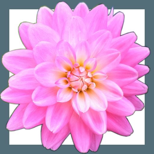 Dahlia Number Guide