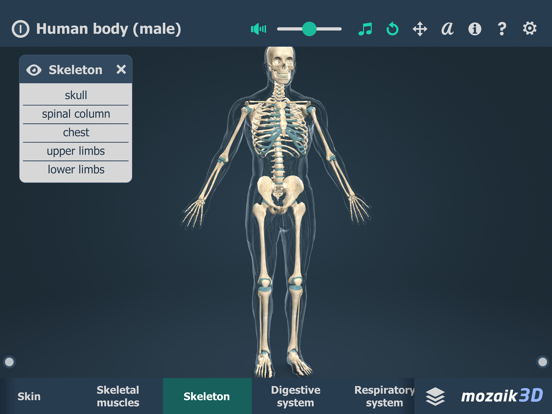 Screenshot #6 pour Human body (male) 3D
