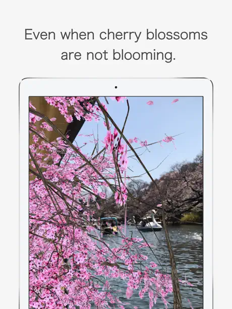 AR Hanami