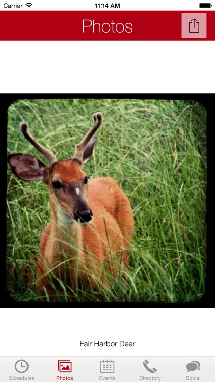 Fire Island App screenshot-4