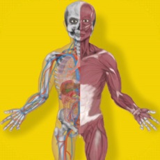 Activities of Inside The Human Body