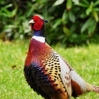 Pheasant Calls logo