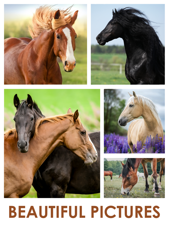 Screenshot #5 pour Horses Jigsaw Puzzles for Kids