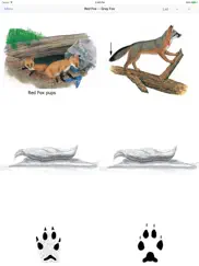 mammals of north america ipad images 4