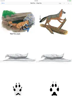 Mammals of North America iPad image 4